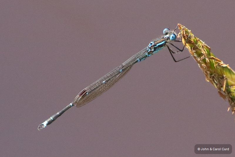 J17_4749 Austrolestes colensonis male.JPG